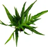Paproc wezowa - Aglaomorpha coronans "Jim" - doniczka 12 cm Podgląd zdjęcia produktu 4