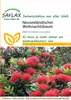 SAFLAX  - Albero di Natale della Nuova Zelanda - 300 semi - Anteprima dell’immagine prodotto 10