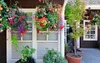 9 x Hängetopf Blumentopf Hängetöpfe Garten Balkon Blumen Produktbild-Vorschau 4