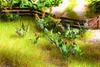 NOCH 17 Feld- und Wiesenpflanzen in bunten Farbnuancen als Produktbild-Vorschau 6