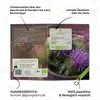 Mariendistel Samen - Heilkräuter Saatgut aus biologischem Produktbild-Vorschau 5