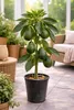 Avocatier « Bacon » 120–160 cm en pot – Avocatier pour Voir les images du produit 1
