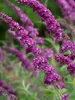 Sada 3 kríkov motýľovníka – Buddleja davidii 'Berries & Náhľad obrázku produktu 4