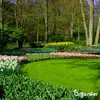 Hühnermist Pellets (10 kg für 100 m2) - Organifer Produktbild-Vorschau 4