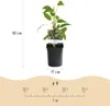 GreenboutiQ - Obstpflanze - Kiwi - Actinidia arguta Issai - Produktbild-Vorschau 3