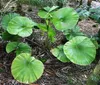 Fächerpalme (Licuala cordata) - 1 gekeimter Samen Produktbild-Vorschau 3