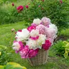 Bloomique - Mix 3 - Paeonia - Piwonia - Czerwona, Biała, Podgląd zdjęcia produktu 6