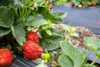 Dünger Erdbeeren Walderdbeeren Wurmhumus Flüssig Produktbild-Vorschau 5