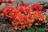 Stauden Gänge 3 x Heuchera Hybride 'Marmalade' im 1 Liter Produktbild-Vorschau 6