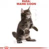 Royal Canin Maine Coon Kitten, Kocięta, Maine Coon, Drób, Podgląd zdjęcia produktu 17