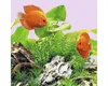 Aquariumbeleuchtung JUWEL LED Colour 21 W 1047 mm Produktbild-Vorschau 4