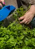 Neustanlo | Beerenkamm | aus hochwertigen Kunststoff mit Produktbild-Vorschau 7