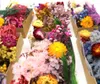 Trockenblumen Set zum Basteln, als Boho Deko und DIY Produktbild-Vorschau 4