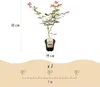 Japanischer Ahorn Acer palmatum 'Sumi-nagashi' – Roter Produktbild-Vorschau 5