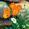 Islandmohn Samen Mix (Papaver nudicaule) - Wunderschön Produktbild-Vorschau 4