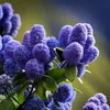 Säckelblume - Ceanothus thyrsiflorus Repens - Höhe 60-70cm Produktbild-Vorschau 4