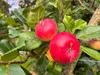 Malus domestica ‘Discovery’, Apfelbaum, Höhe 100cm, 5 Liter Produktbild-Vorschau 2