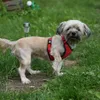 Dingo Hundegeschirre Druckfreie mit Doppelgurt-Verstellung, Produktbild-Vorschau 3