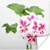MuchoWow® Poster Bunte Geranienblüten 50x50 cm - Produktbild-Vorschau 1