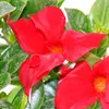 Dipladenia - Chilský jasmín - 10cm květináč - 1 rostlina - Náhled obrázku produktu 2