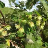2 x Luppolo - set di 2 Humulus lupulus (femmina - luppolo Anteprima dell’immagine prodotto 2