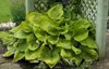 Stauden Gänge 3 x Hosta x cultorum 'Sum and Substance' im 1 Produktbild-Vorschau 4