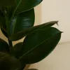 Bloomique - Ficus Elastica Robusta - Gummibaum - Produktbild-Vorschau 6