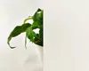 Film statique pour fenêtres - semi-transparent, gelé, Voir les images du produit 10