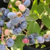 Heidelbeere Reka (R) - Vaccinium corymbosum Produktbild-Vorschau 5