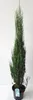 Blauer Raketenwacholder 160–170 cm – Juniperus Blue Arrow – Produktbild-Vorschau 1