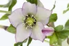 Helleborus x orientalis 'Ballard', Lenzrose, ca. 11x11 cm Produktbild-Vorschau 5