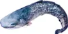 A plush toy catfish is shown against a white background. Produktbild-Vorschau
