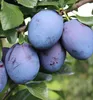 Pflaumebaum ´TOPEND PLUS´® Unterlage Myrobalan, wurzelnackt Produktbild-Vorschau 2