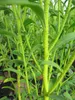 Eriostemon myoporoides - Philotheca - Langblättrige Produktbild-Vorschau 3