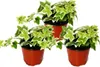 Hedera helix, set di 3, edera, foglie di colore bianco, Anteprima dell’immagine prodotto 1