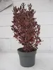 Spiegelbusch Eclipse Pink - Coprosma repens Eclipse Pink - Produktbild-Vorschau 2