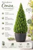 Picea glauca Conica 90–100 cm Zuckerhutfichte – Produktbild-Vorschau 2