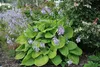 Stauden Gänge 3 x Hosta x cultorum 'Sum and Substance' im 1 Produktbild-Vorschau 2