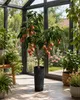 Litschi Kwai Mai Pink 100–140 cm – Litchi chinensis Lychee Produktbild-Vorschau 1