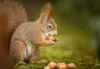 A squirrel is eating a nut on a mossy surface. Produktbild-Vorschau