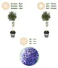 Ceanothus impressus Victoria - Roślina tarasowa - Podgląd zdjęcia produktu 9