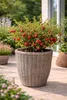 Großfrüchtige Moosbeere Early Black ca. 60 cm – Vaccinium Produktbild-Vorschau 1