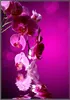 Wallario Wandbild Rosafarbene Orchidee  Blüten in pink, Produktbild-Vorschau 1