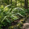 Bloomique - Lot de 6 - Dicentra Spectabilis Alba - Cœur Voir les images du produit 3