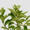 Malus Domestica 'Elstar' Pommier, pot de 3 litres Voir les images du produit 2
