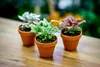 Gardners Hypoestes mix, průměr 8,5 cm Náhled obrázku produktu 2