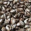 A close-up, overhead view of a pile of dried spelt husks. Anteprima dell’immagine prodotto