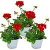 Geranien stehend - Pelargonium zonale - 12cm Topf - Set mit Produktbild-Vorschau 1