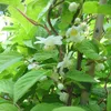 Issai kräftige Kiwipflanze Actinidia arguta selbstfruchtbar Produktbild-Vorschau 3