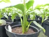 2 Stück Bananenstaude Musa Basjoo 60 - 80 cm winterhart Produktbild-Vorschau 4
